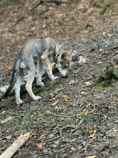 Fenja als Welpe zwischen der vierten und achten Woche, Aufnahme 3