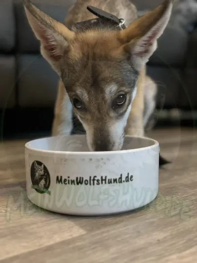 Fenja als Welpe zwischen der vierten und achten Woche, Aufnahme 4