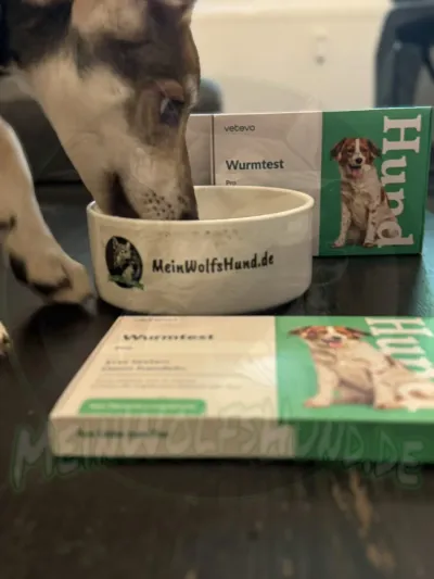 Fenja als Welpe zwischen der vierten und achten Woche, Aufnahme 13