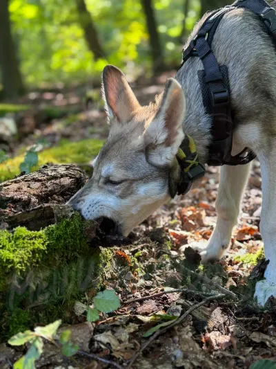 Fenja als Welpe zwischen der vierten und achten Woche, Aufnahme 47