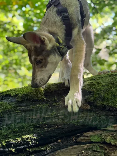 Fenja als Welpe zwischen der vierten und achten Woche, Aufnahme 51