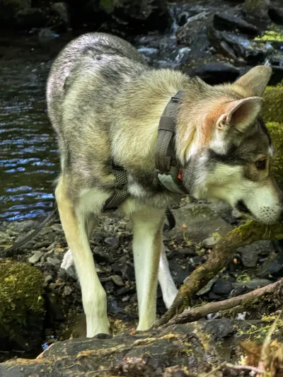 Fenja am Bachufer im Wald, das Seitenprofil zeigt den schlanken Körperbau