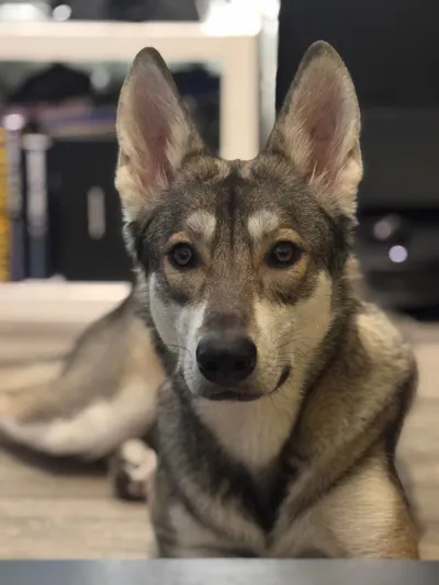 Nahaufnahme von Fenjas wachsamem, wolfsähnlichem Gesicht