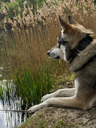Fenja sitzt am Schilfufer und blickt über das Wasser