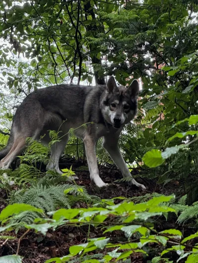 Fenja beim Spaziergang durch den grünen Wald