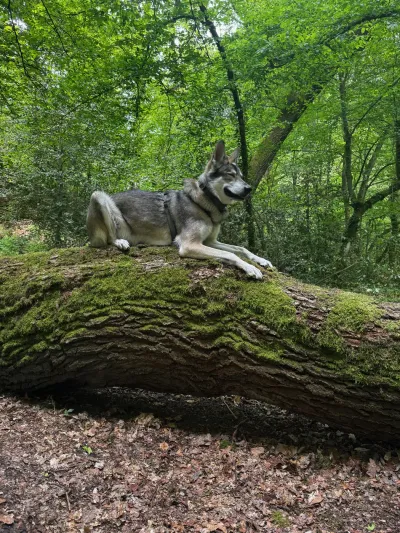 Auf einem bemoosten Baumstamm liegt Fenja mit halb geschlossenen Augen in der Sonne