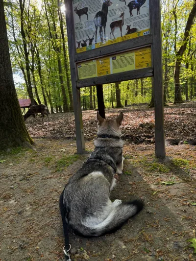 Fenja liegt neben einem Wegweiser im Wald und blickt zurück