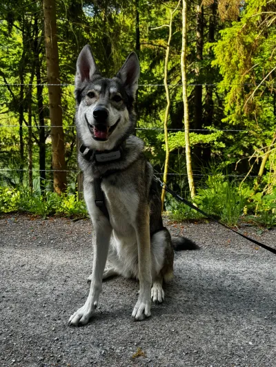 Marxdorfer Wolfshund Fenja steht aufmerksam auf einem sonnigen Waldweg