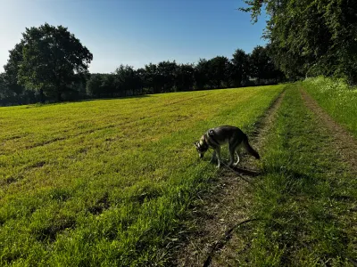 Fenja auf einer weiten Wiese am Waldrand
