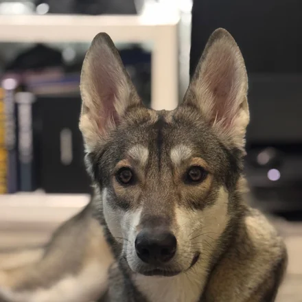 Fenja, Marxdorfer Wolfshund