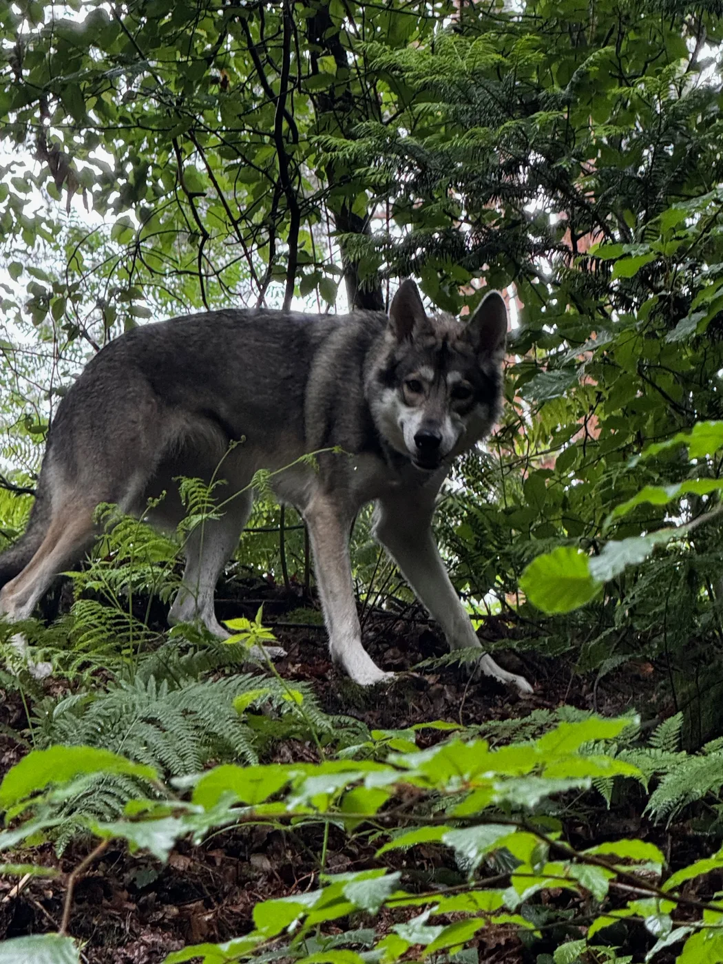 Erwachsene Fenja läuft aufmerksam durch einen grünen Wald, wolfsgraues Fell, hochläufiger Körperbau