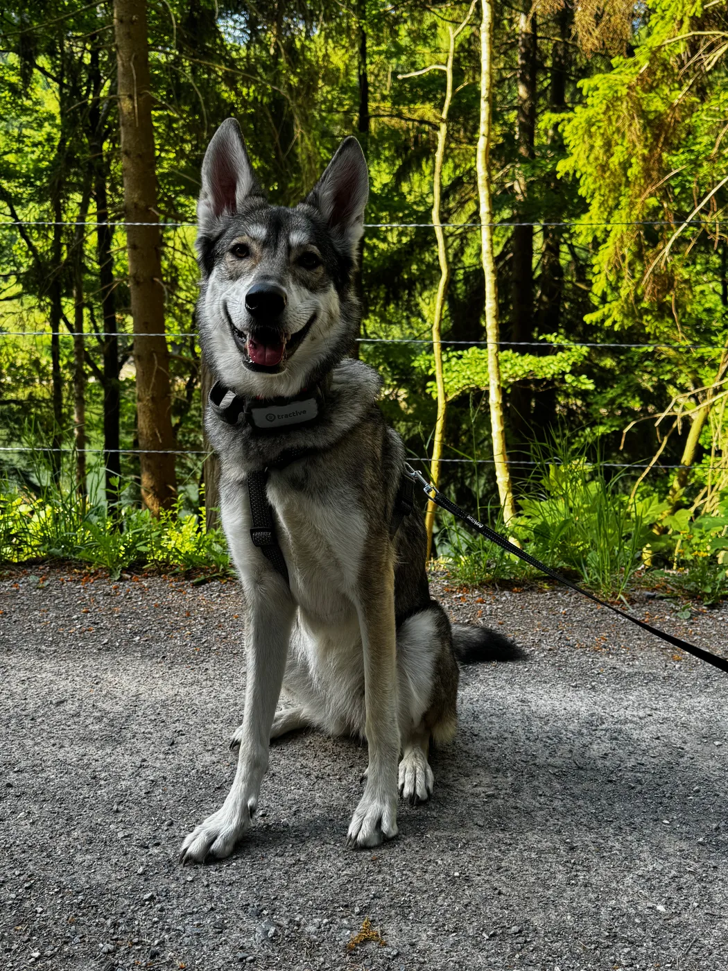 Marxdorfer Wolfshund Fenja im Wald - wolfsgraues Stockhaar, aufrechte Ohren, wolfsähnliches Erscheinungsbild