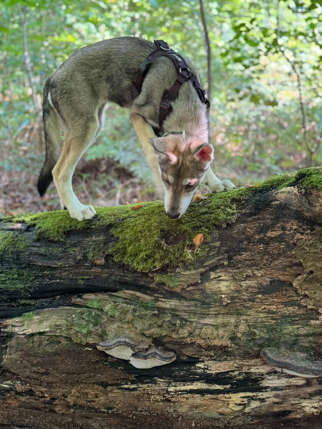 Fenja als Junghund balanciert schnüffelnd auf einem bemoosten Baumstamm im Wald