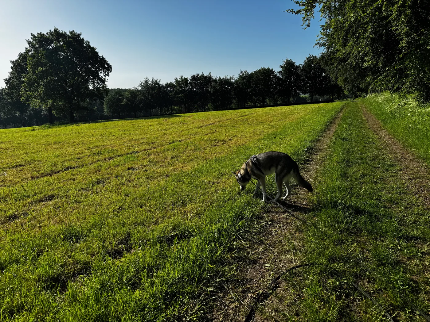 Erwachsene Fenja steht wachsam auf einer sommerlichen Wiese, schlanker, gut bemuskelter Körperbau ohne Übergewicht