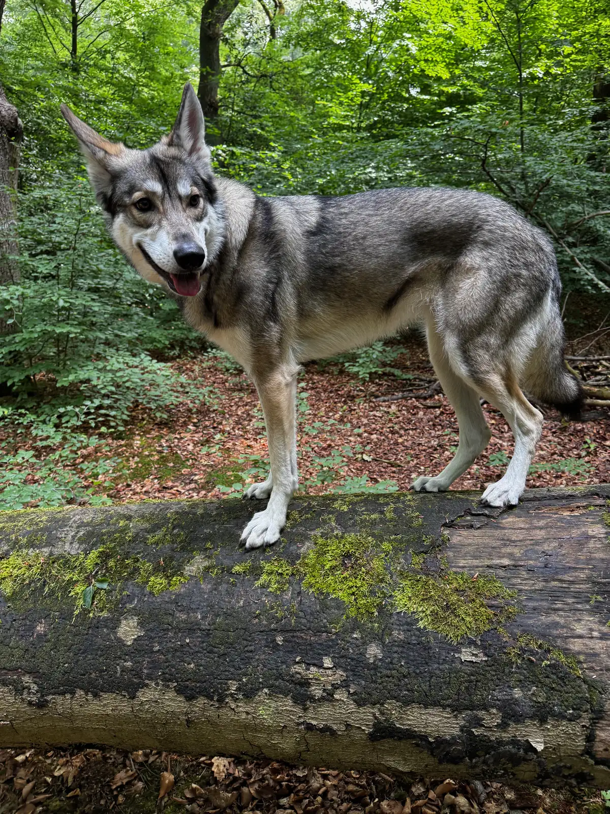 Fenja, ein Marxdorfer Wolfshund, steht auf einem bemoosten Baumstamm im grünen Wald