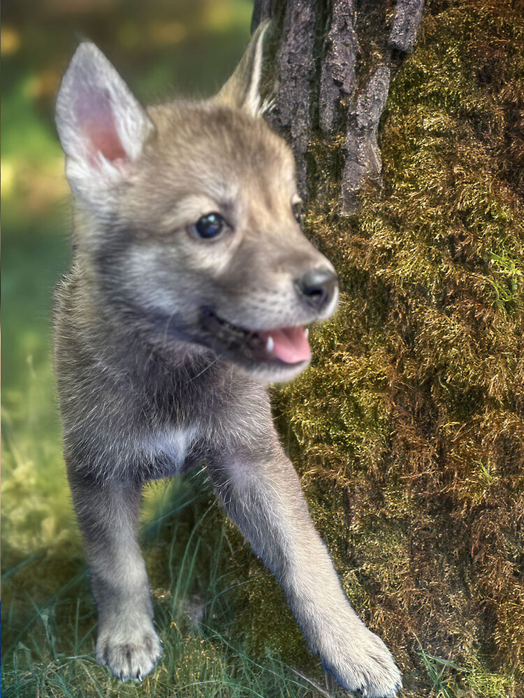 Fenja als Marxdorfer-Wolfshund-Welpe, wenige Wochen alt, mit großen Pfoten und aufmerksamem Blick